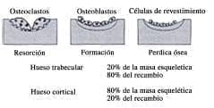 Remodelamiento óseo.