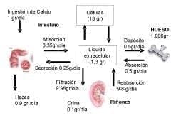 Intercambio de calcio entre los diferentes compartimentos tisulares Intercambio de calcio entre los diferentes compartimentos tisulares