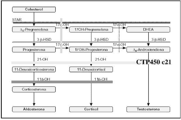 Síntesis del cortisol en algunas pacientes o de cortisol y aldosterona 