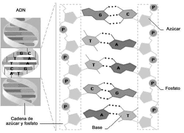 Composicion del DNA