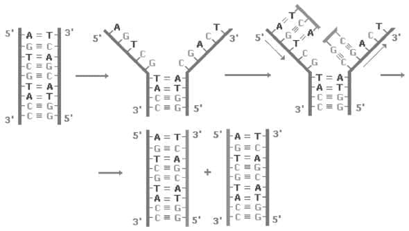 aspectos basicos biologia molecular