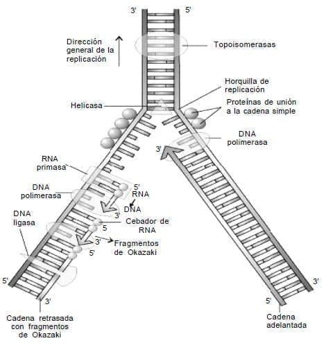 Replicacion del DNA