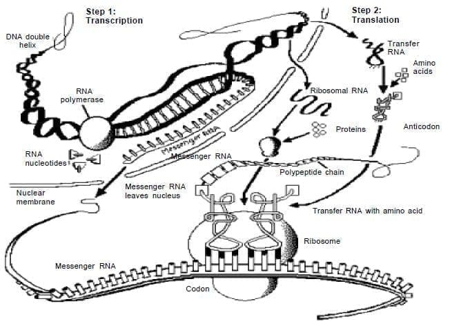 Sintesis de proteinas.