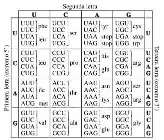Clave genetica