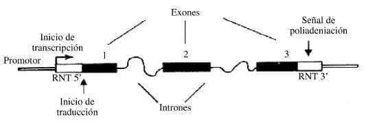 Transcripcion de RNA