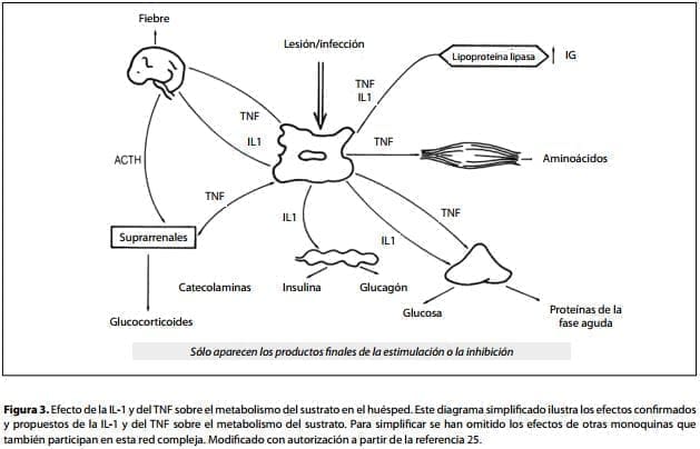La IL-1 y el TNF sobre el metabolismo de los sustratos La IL-1 y el TNF sobre el metabolismo de los sustratos