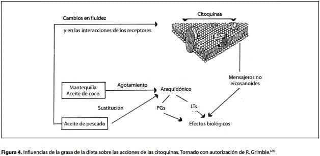 La grasa de las dieta sobre las acciones de la Citoquina La grasa de las dieta sobre las acciones de la Citoquina