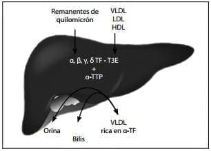 Regulación hepática de la vitamina E