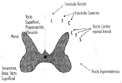 Sección transversal de medula espinal Sección transversal de medula espinal