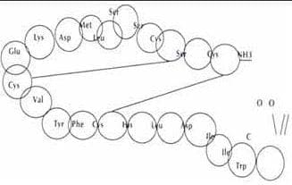 Las estructura de la endotelina