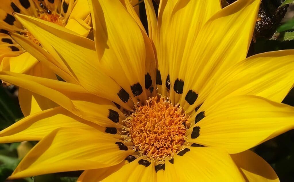 De la Flora Terrestre