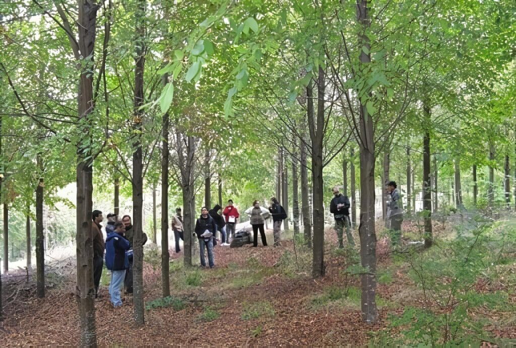 Bosques Naturales y Plantaciones Forestales