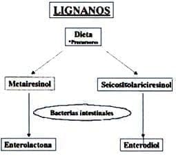Lignanos