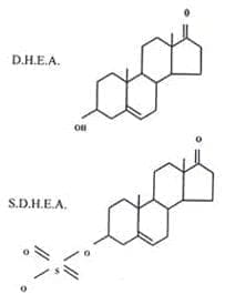 forma sulfatada DHEA