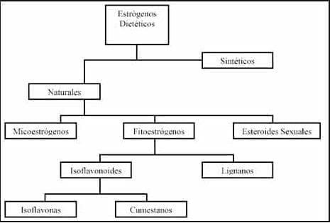 Clasificación de los fitoestrógenos