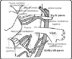 Complejo Neurovascular Complejo Neurovascular