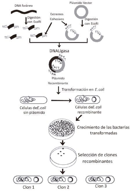 Construcción de un DNA quimérico