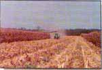 avicultores9202-3b