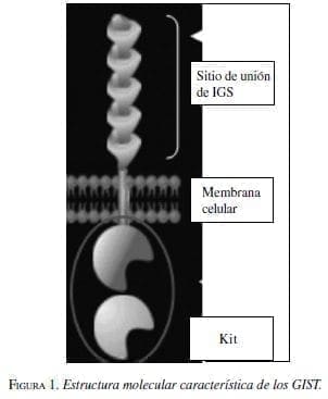 Estructura molecular característica de los GIST