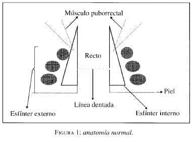 Anatomía Normal