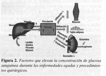 Factores que elevan la concentración de Glucosa Sanguínea