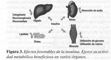 Efectos favorables de la Insulina