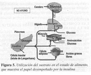 Utilización del Sustrato en el Estado de Alimento