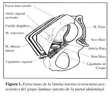 Herniorrafia Preperitoneal: Estructuras de la lámina interna Herniorrafia Preperitoneal: Estructuras de la lámina interna
