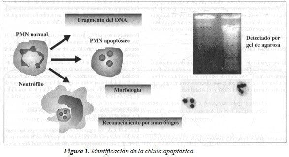 Identificación de la Célula Apoptósica