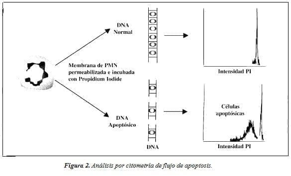 Análisis por Citometría de Flujo de Apoptosis