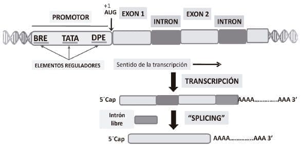 Estructura general de un gen eucariótico