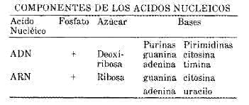 Componentes de los Ácidos Nucleícos