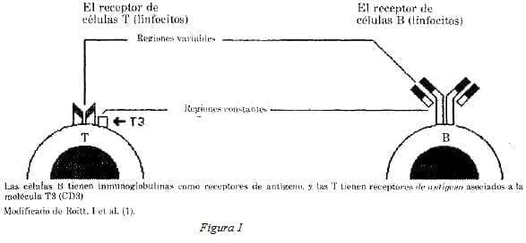 Receptores de Antígenos
