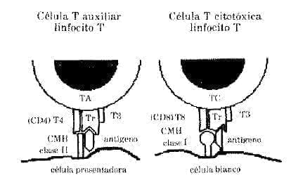 Células Ffectoras más importantes en la Respuesta Inmune