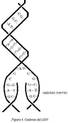 Componentes de los Ácidos Nucleícos