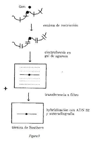 Restricción de Fragmentos de Longitud con Polimorfismo