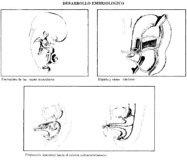 Desarrollo Embriológico