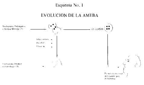Evolución de la Ameba Evolución de la Ameba