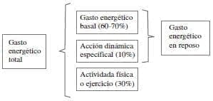Componentes del gasto energético