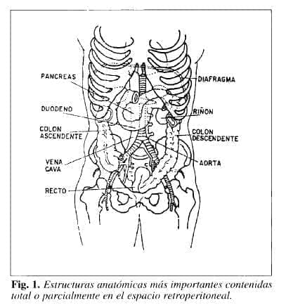 Estructuras anatómicas