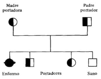 Heterocigotes