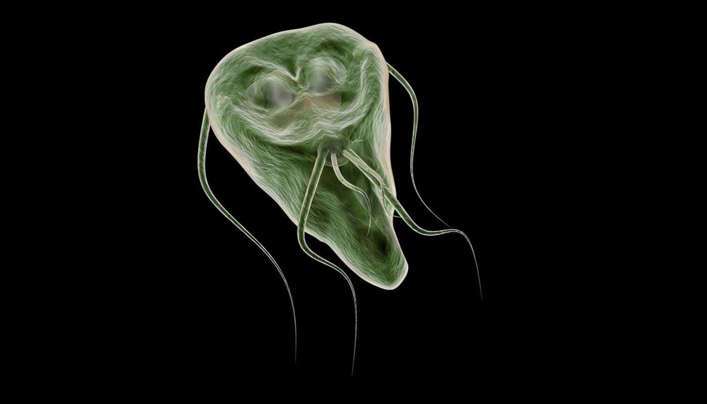 Giardia Intestinalis