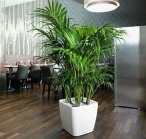 Plantas para interiores - Kentia