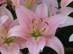 Plantas para interiores - Lirio