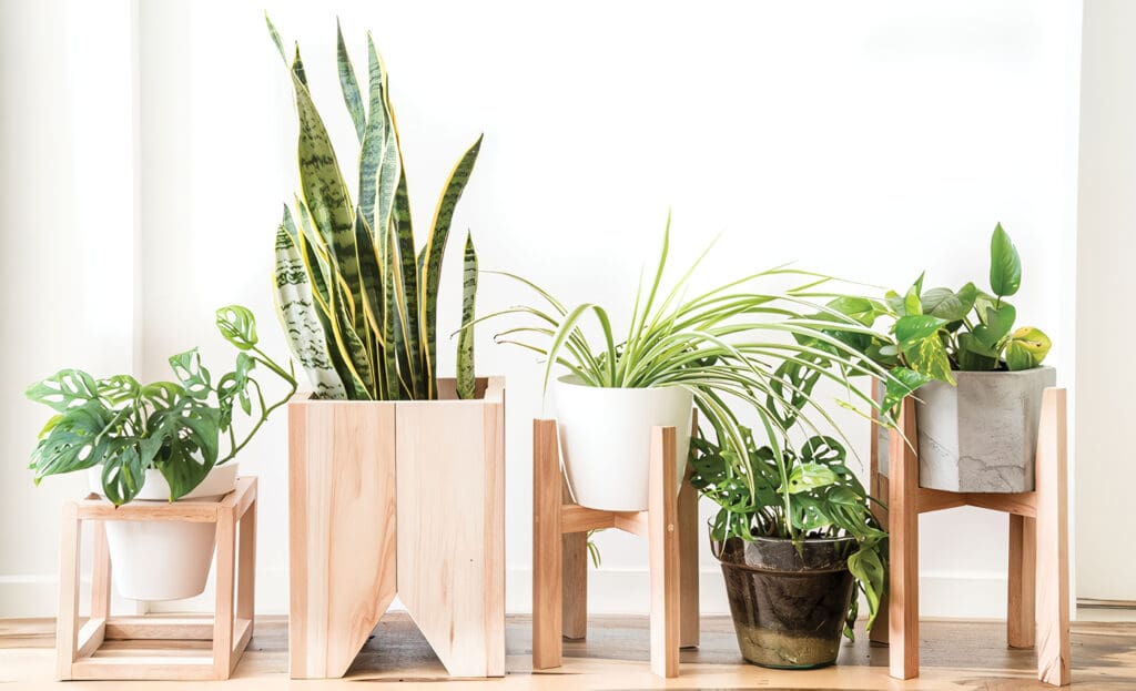 Plantas para Interiores y Exteriores