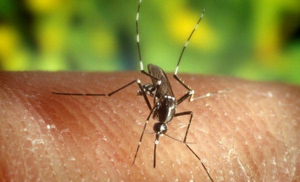 Respuesta Autoinmune en individuos infectados por el Virus Zika (raiz)