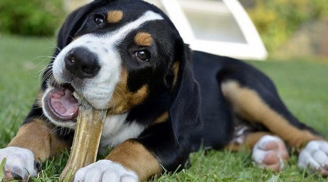 Cuidados para los Dientes y la Boca en Perros