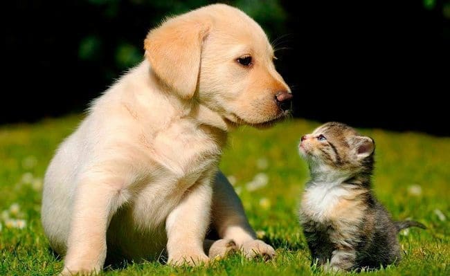 Plan Básico de Vacunación para Perros y Gatos