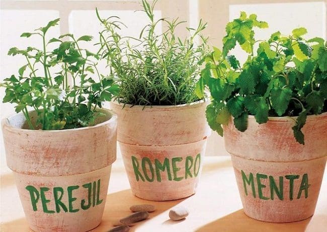 Plantas Aromáticas para Sembrar en Casa