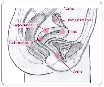 Órganos genitales internos de la mujer